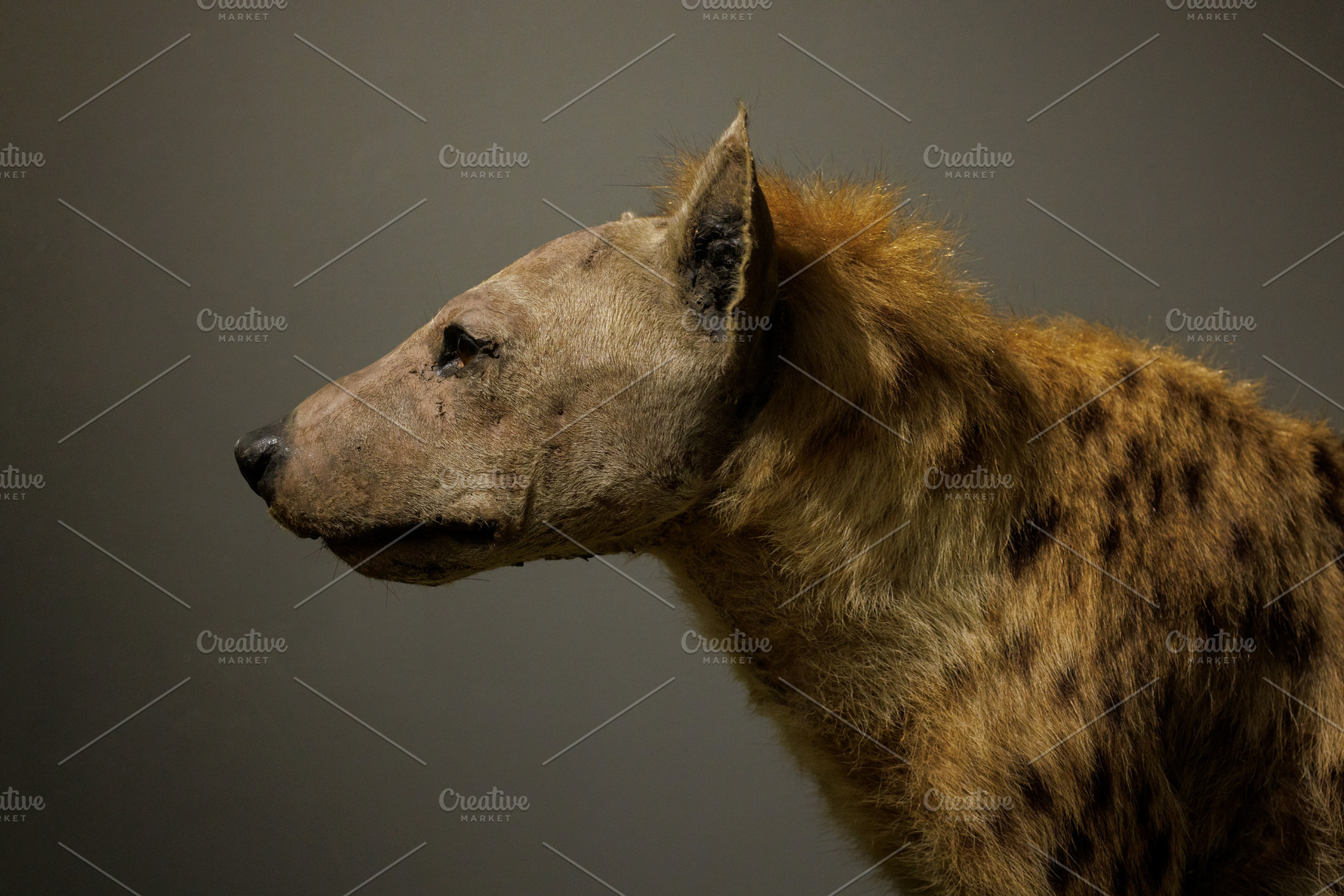 Stuffed spotted hyena, an Animal Photo by Bepslabor