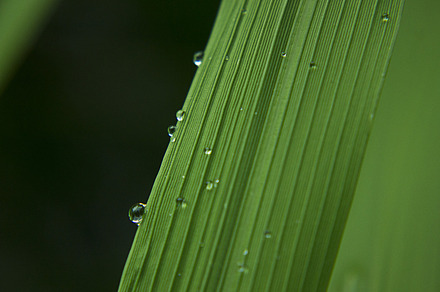 Grass droplets preview 6