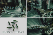 Tropical Essence. Photo bundle, a Wallpaper Graphic by EYWA ART (Thumbnail 5 of 8)