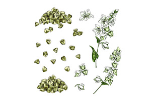 Buckwheat branch with flowers and, an Object Illustration by Sabelskaya