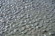 Pathways, a Nature Photo by Kiawah_Art (Thumbnail 2 of 2)