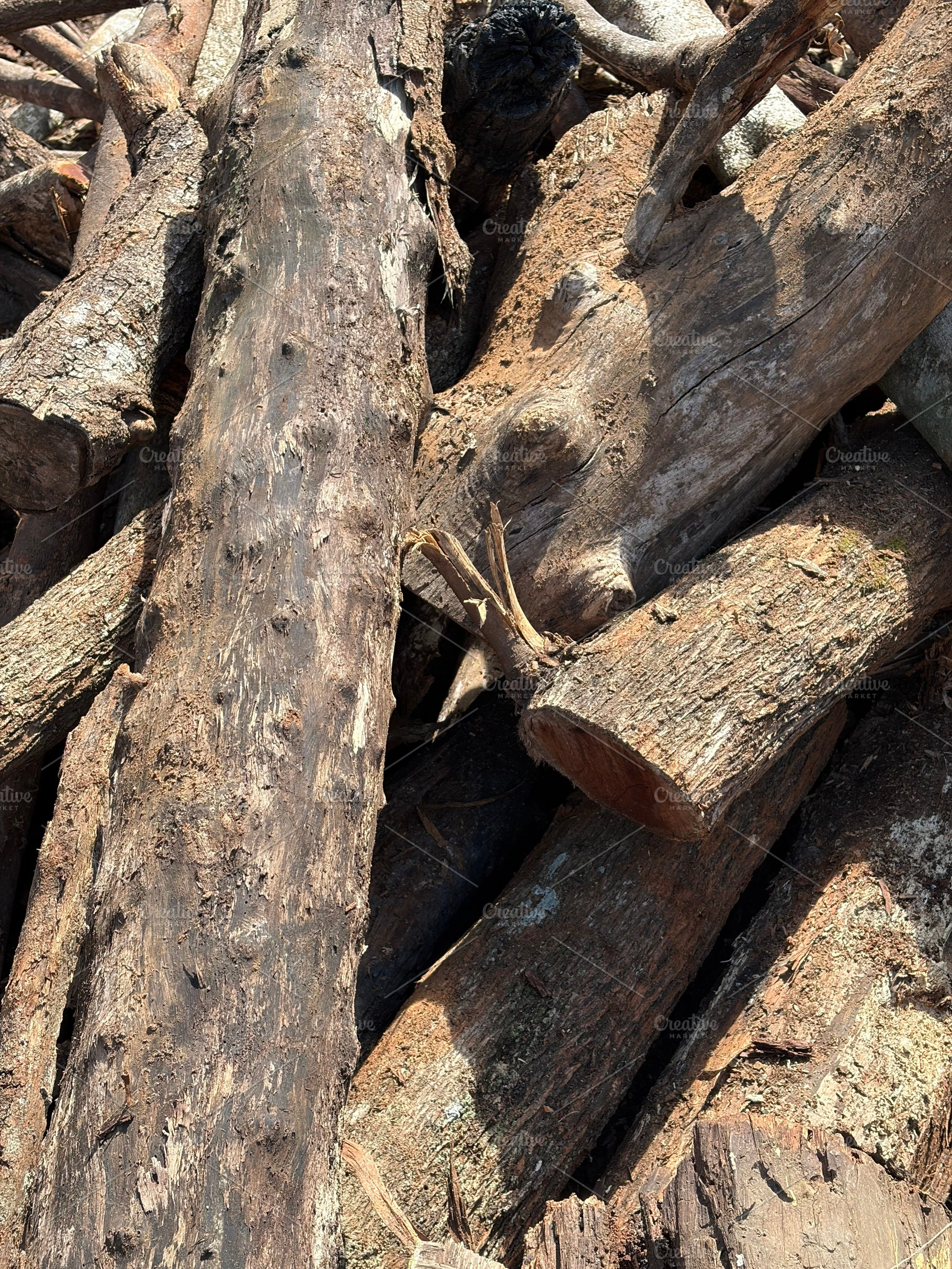 Wood Logs, a Nature Photo by Color FFF