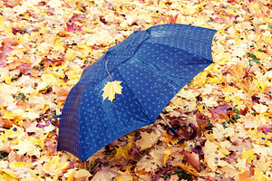Umbrella in the autumn park, a Nature Photo by BOOCYS