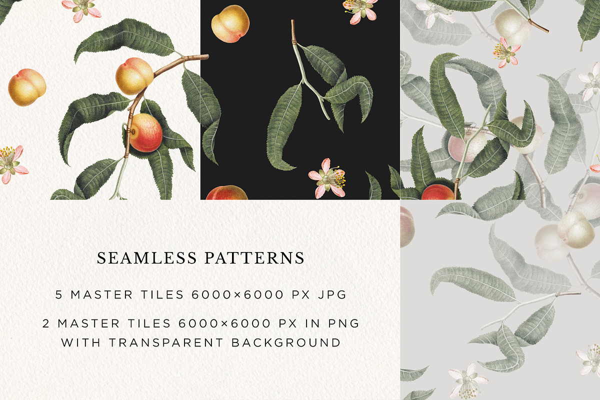 Vintage Peach Botanical Graphics #02, an Object Illustration by Olga Begak Art & Design (Photo 3 of 8)