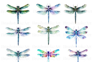 Watercolor Dragonfly Clipart, Insect