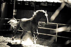 Horse and ranch no5 stock picture