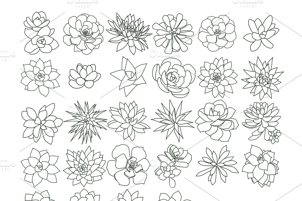 Succulent Outline Stamp Brushes, a Brush Add-On by AureDesignCo (Photo 2 of 3)
