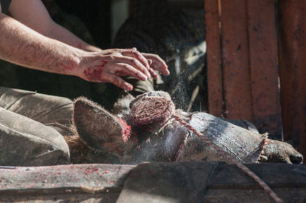 Cutting antlers of altaic stag maral featuring blood, wilderness, and antlers, an Animal Photo by Jan Jack Russo Media