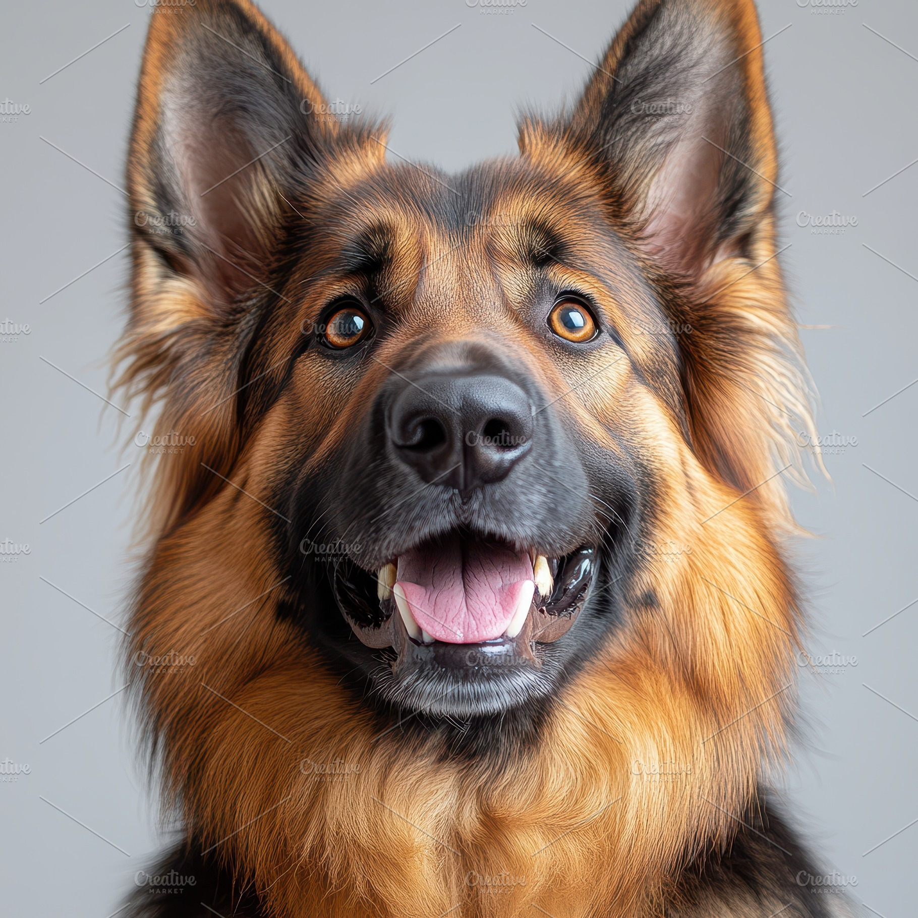Happy German Shepherd Dog Portrait S, an Animal Photo by Pixeness Studio