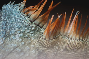 Minimalist Lizard Scale Texture, an Animal Photo by René Jordaan Photography