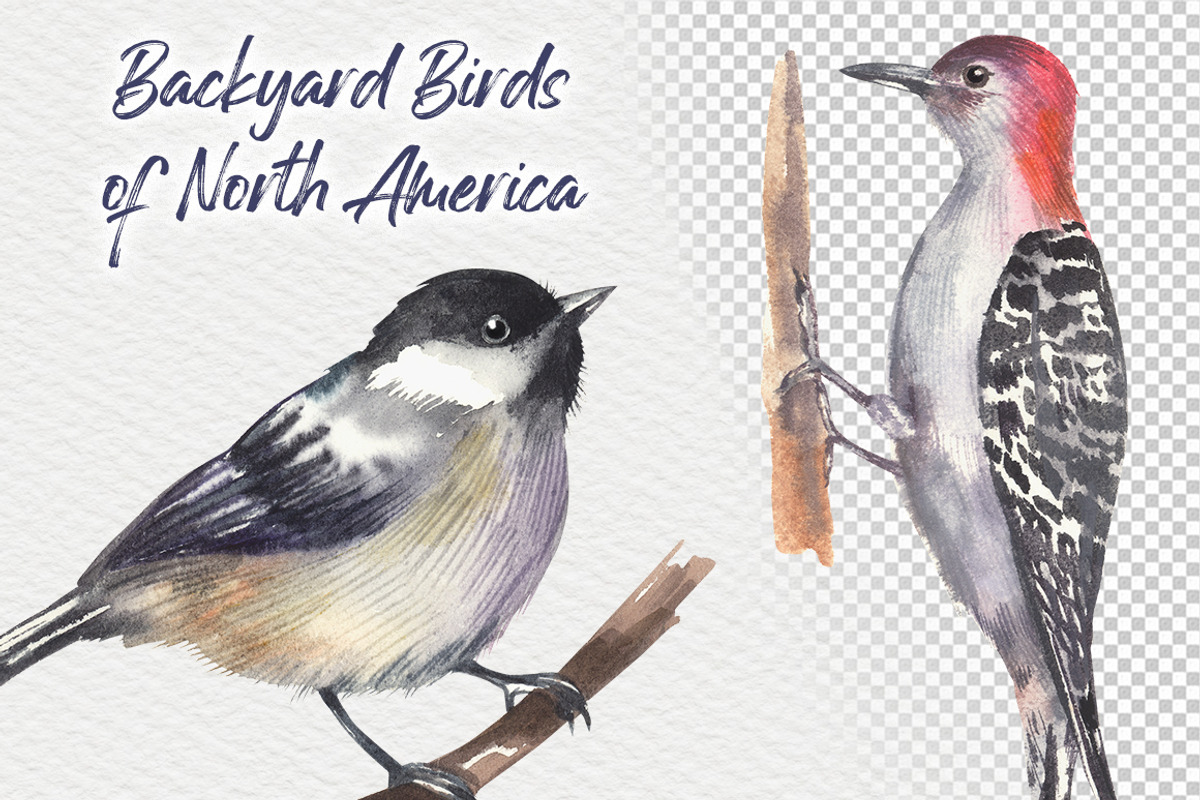 Backyard Birds of North America, an Animal Illustration by FITALARTSNEDIGI (Photo 4 of 8)