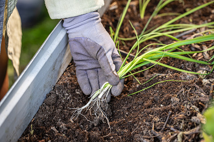 Gardener planting spring onions in fertile soil