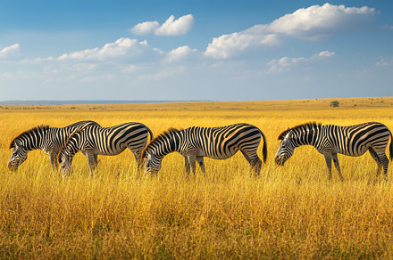 Zebras grazing in a field of golden, an Animal Photo by Pixeness