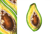 Hand-drawn watercolor Avocado, a Food Illustration by Margo Miller (Thumbnail 5 of 12)