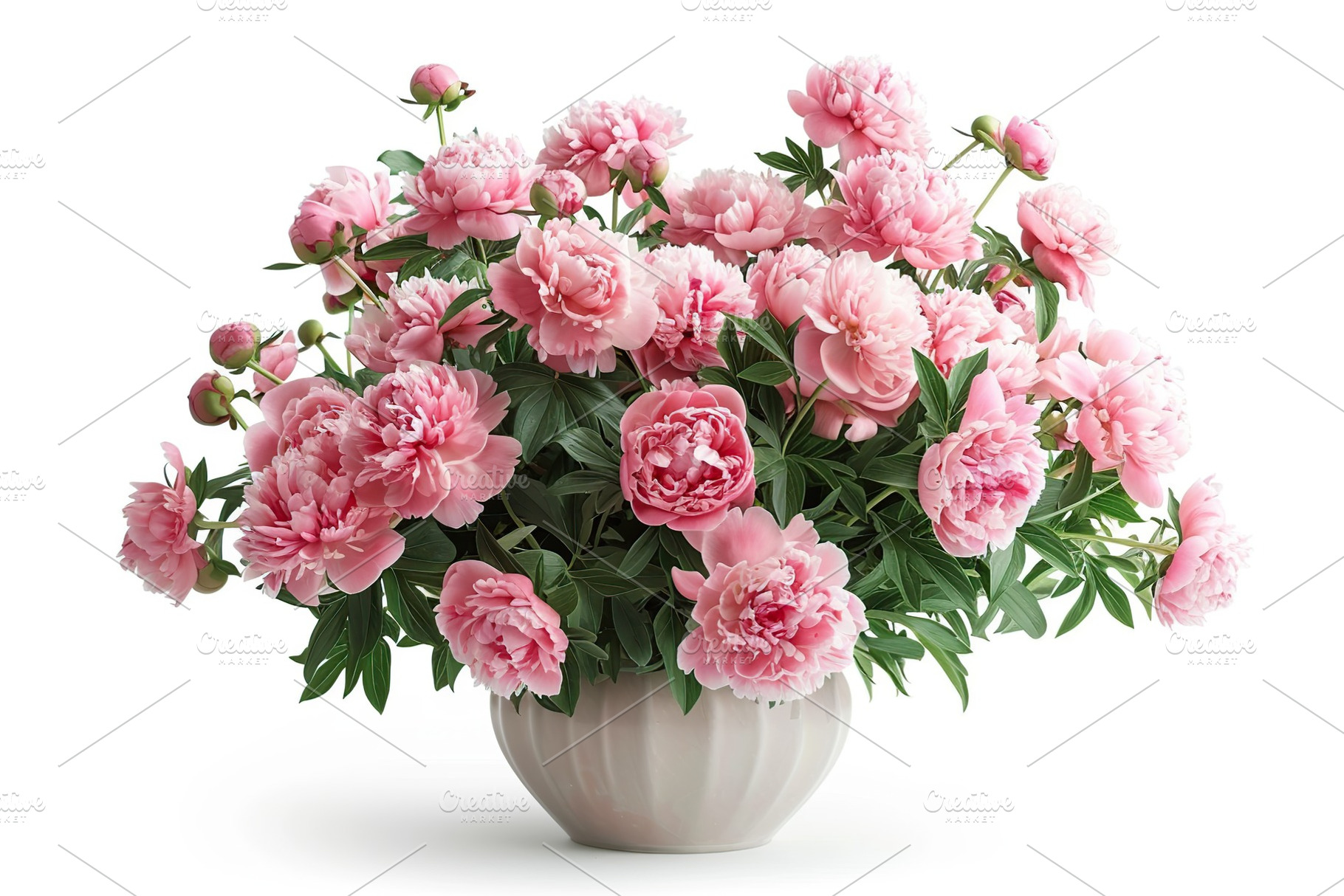 Fresh peony roses flowers in vase on white background, a Nature Photo by AlyaAnd