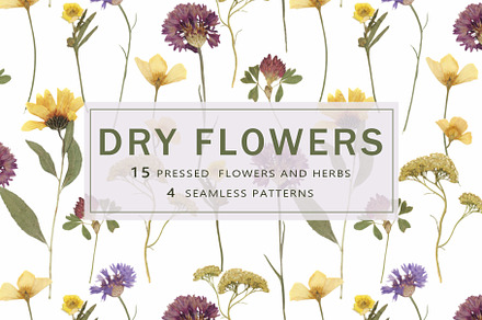 Pressed Dry Flowers & Leaves