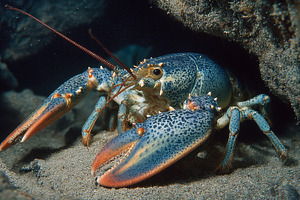 Blue Lobster in Underwater Cave Dark, a Photo by Pixeness Studio