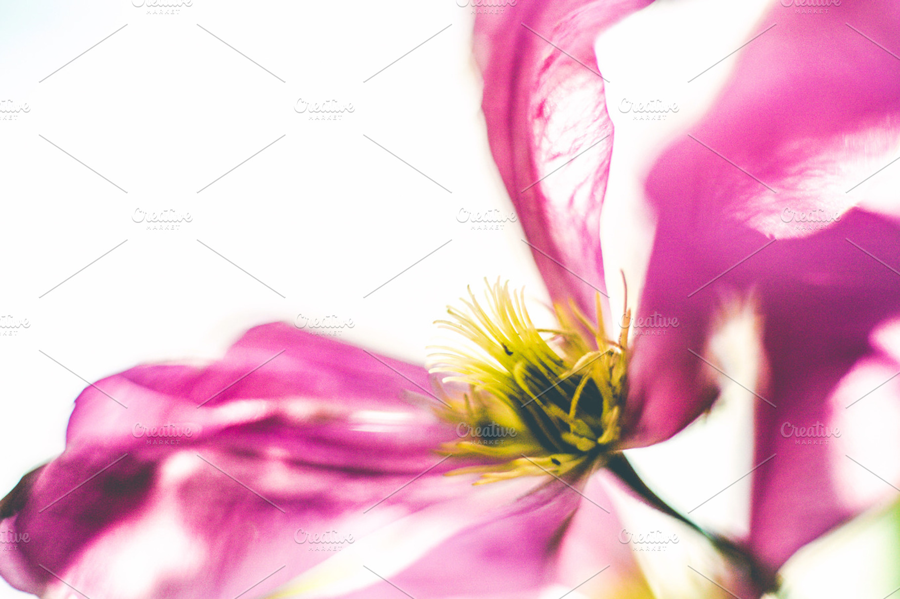 iseeyouflower clematis