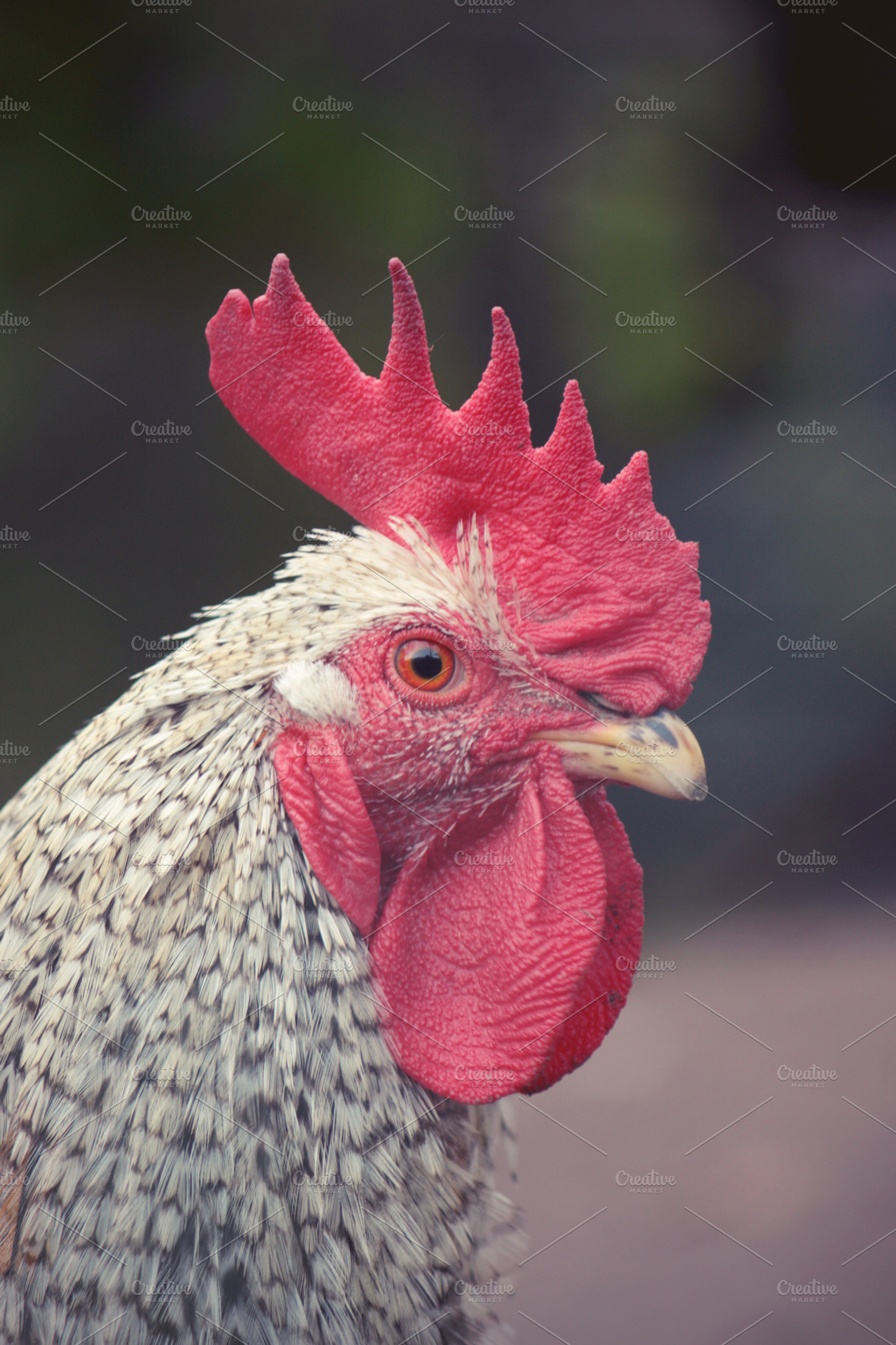 Rooster Featuring Rooster Animal And House