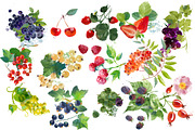 Watercolor berries, an Illustration by Tatiana Davidova (Thumbnail 2 of 2)
