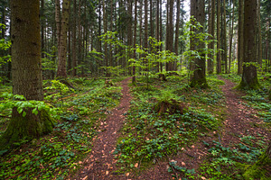 Spring mountain forest path view (Carpathians, Ukraine.)