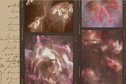 Lull · Brown Botanical Autumn Series, a Background Graphic by alonahaidash (Thumbnail 4 of 16)