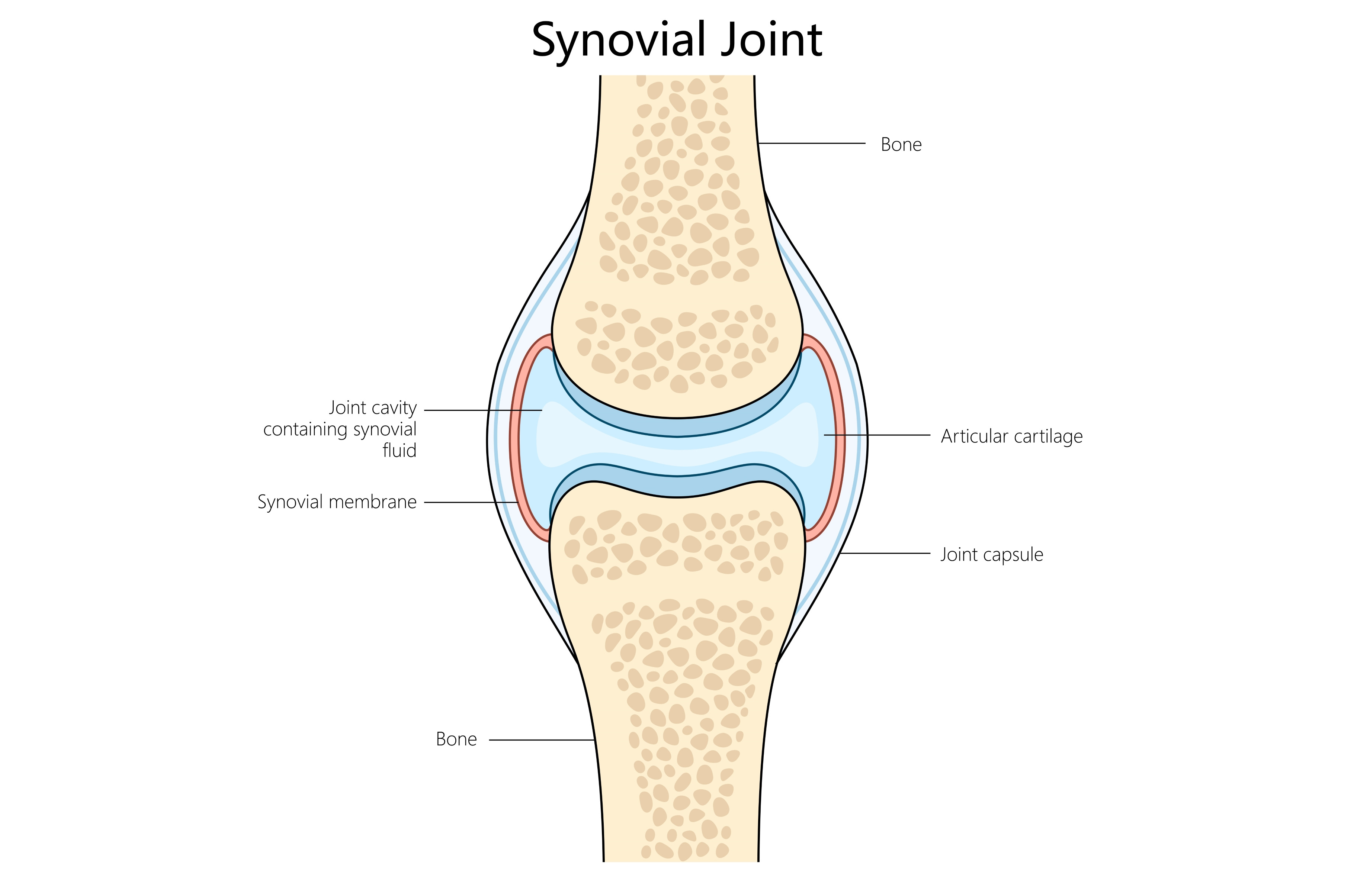 Synovial joint structure diagram | Healthcare Illustrations ~ Creative ...