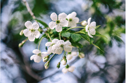 Cherry flowers frame, a Nature Photo by Nature and travel