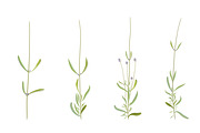 Vector object brushes. Lavender, a Brush Add-On by Peolla (Thumbnail 5 of 13)