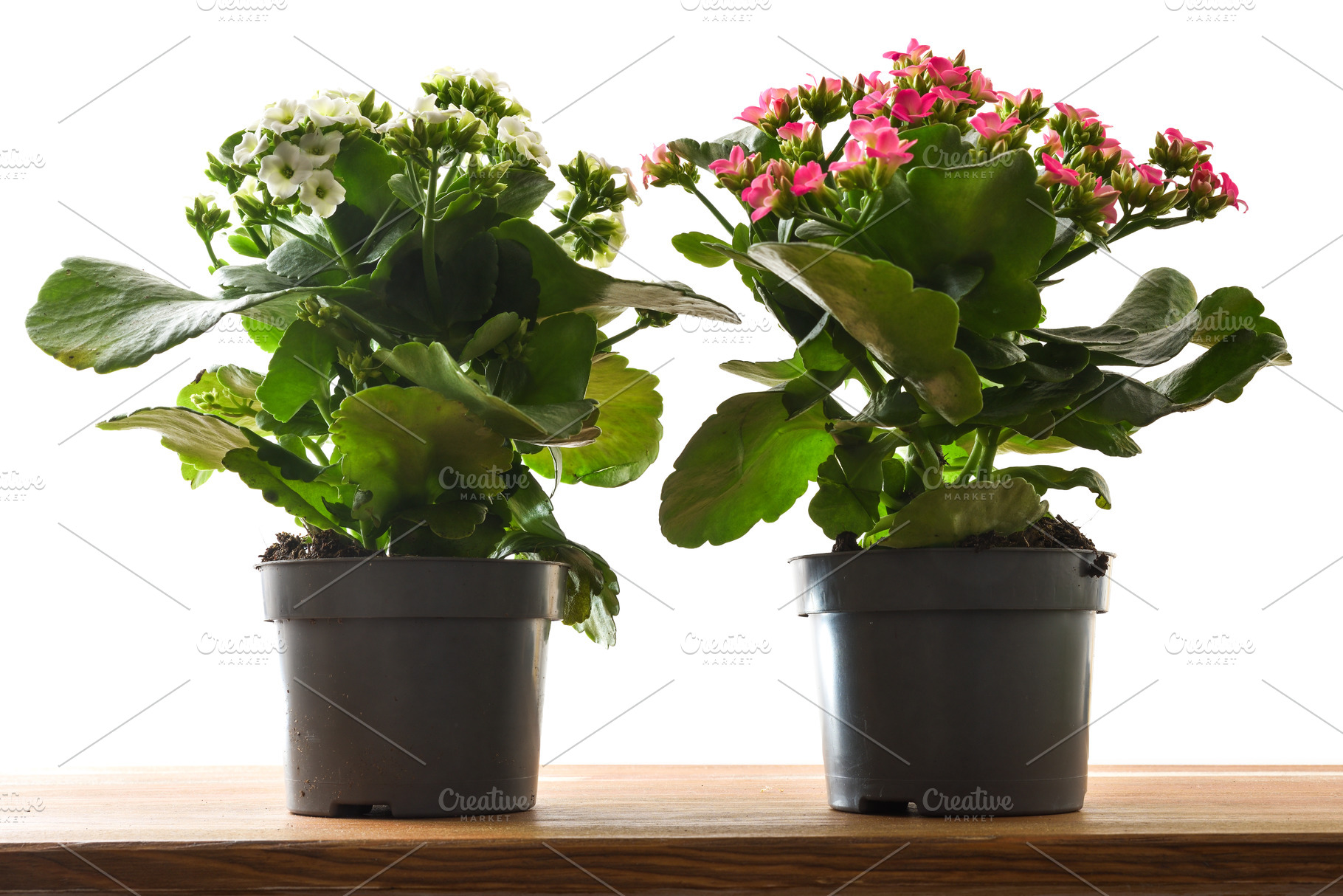 Two Blooming Kalanchoe Plants on Wooden Table, a Nature Photo by Davizro's Market