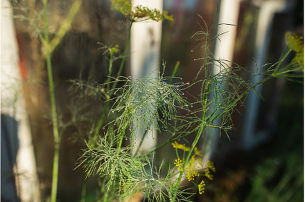 Dill covered with dew and greenhouse