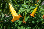 Vibrant yellow and orange brugmansia flowers hanging amidst lush, a Nature Photo by GoodGoods (Thumbnail 1 of 4)