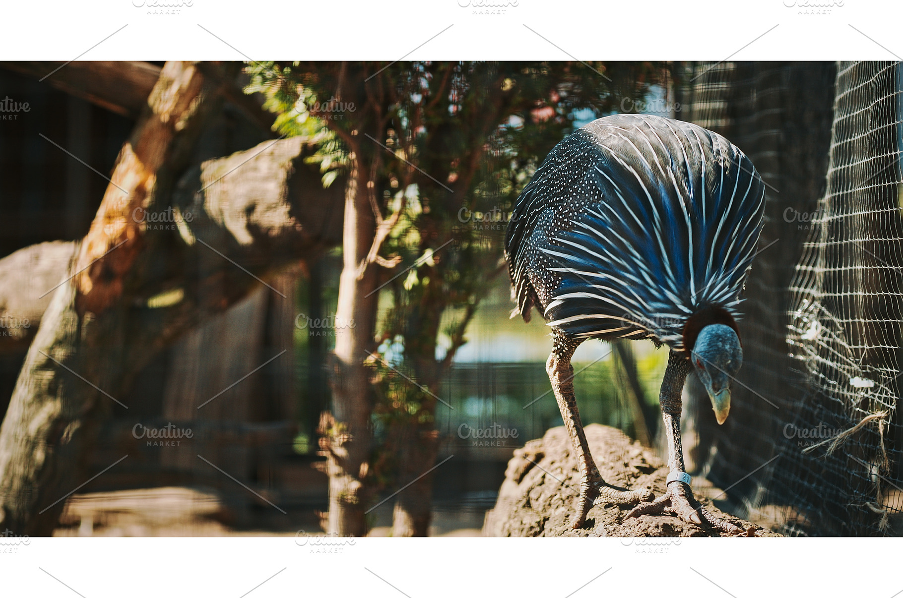 The vulturine guinea fowl -, an Animal Photo by Our Amazing World