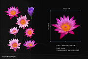 Die-cut Lotus Flowers Collection, a Photo by aniunova (Thumbnail 2 of 2)
