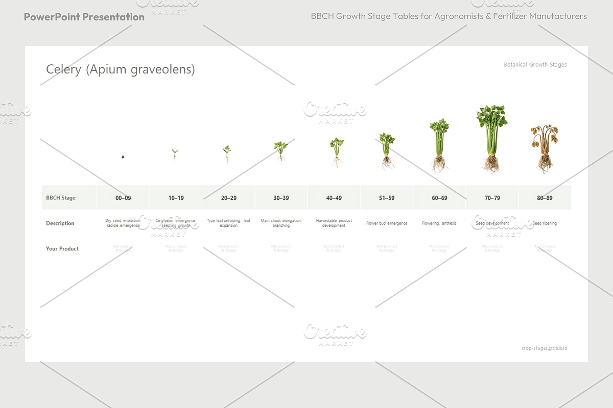 BBCH Growth Stages, Leafy & Herbs, a Presentation Template by Ilia Design (Photo 8 of 9)