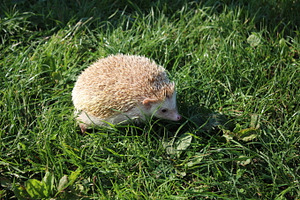 Hedgehog 001
