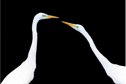 two egret isolated on black, an Animal Photo by Pakosta