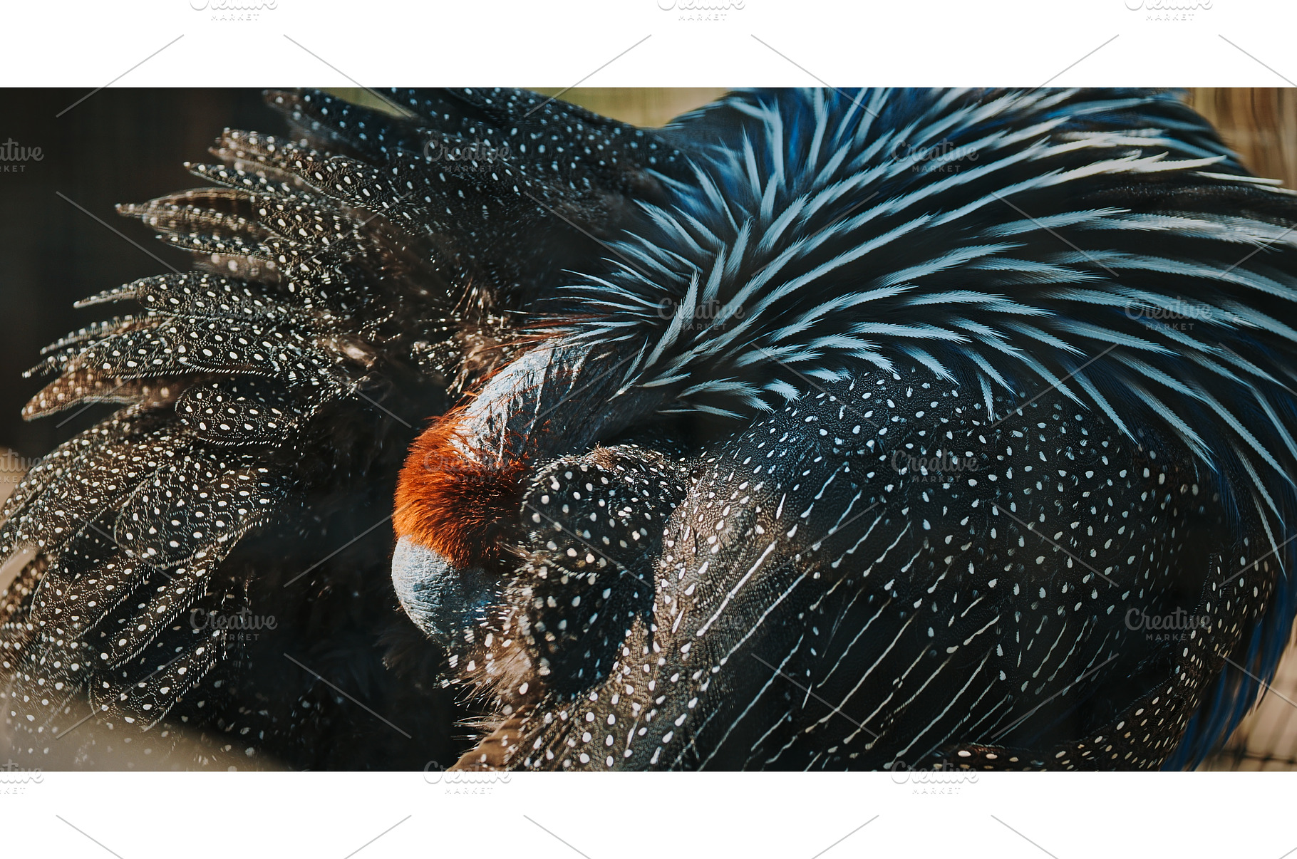The vulturine guinea fowl -, an Animal Photo by Our Amazing World