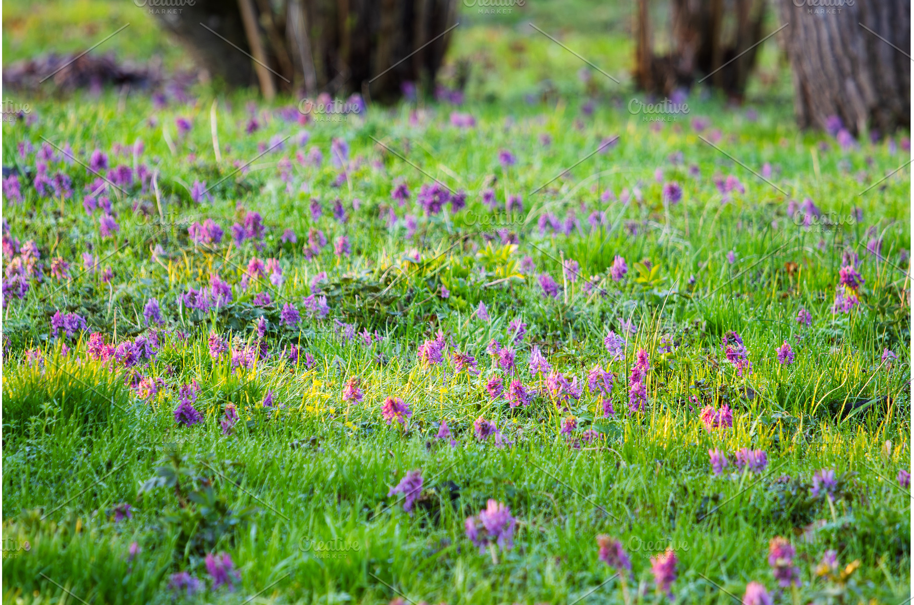 Field of Purple Corydalis Flowers in, a Nature Photo by Pakosta