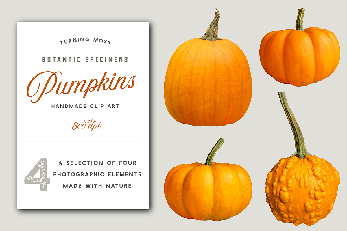 Orange Pumpkins - Realistic MockUps, an Object Graphic by Turning Moss (Photo 1 of 2)