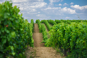 Hungarian vineyards in the summer, a Nature Photo by Mark Borbely