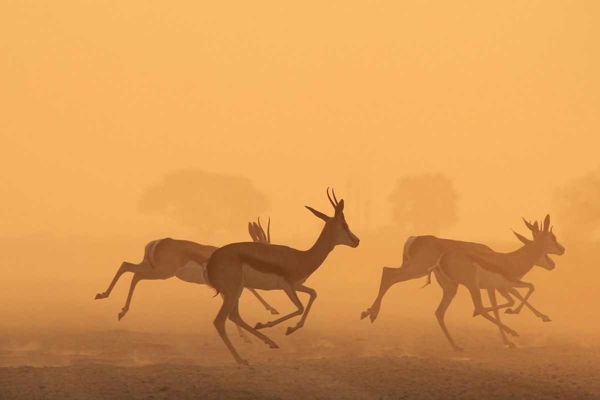 Springbok - Wildlife Colors Wild, an Animal Photo by Wildlife Wonder (Photo 2 of 2)
