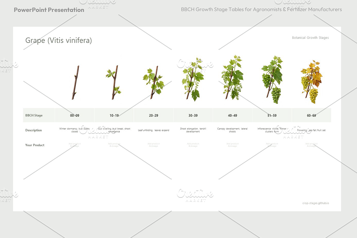 BBCH Growth Stages, Other Crops, a Presentation Template by Ilia Design (Photo 4 of 8)