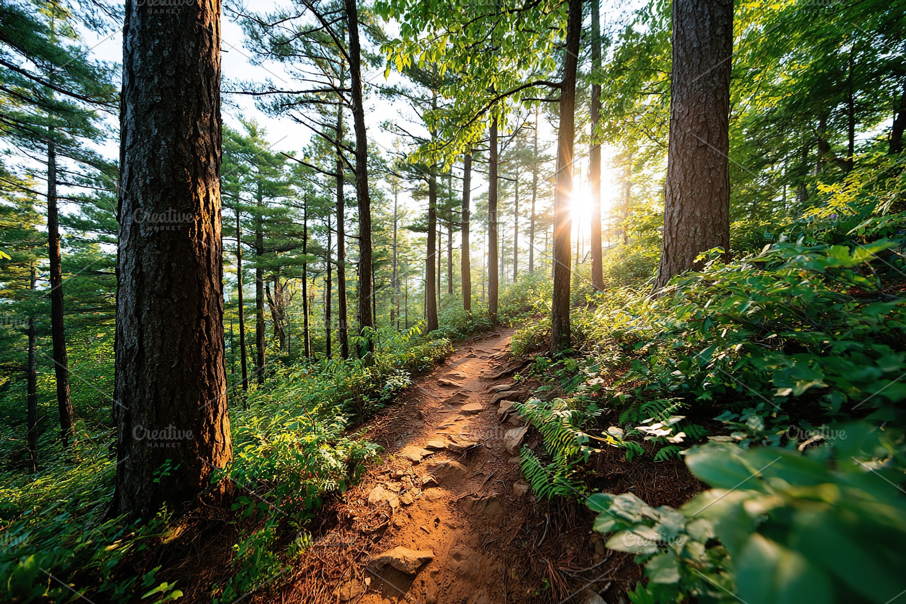 Warm sunlight filters through trees along a winding forest trail at golden hour, a Nature Photo by AlyaAnd