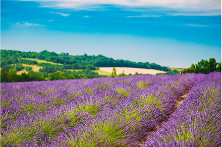 Scenic View of Blooming Bright, a Nature Photo by Our Amazing World