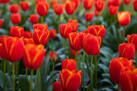 Canberra Tulip Field