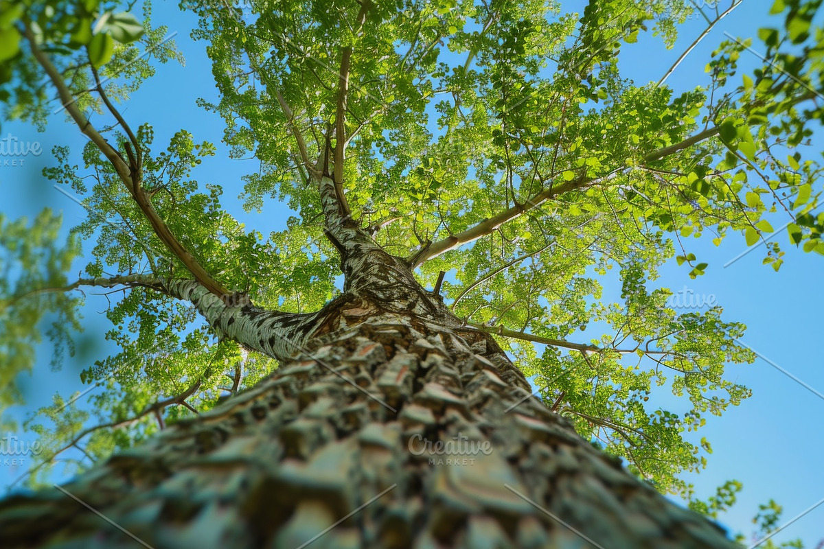 98 Trees view from below, a Nature Photo by Handmadefont (Photo 82 of 98)