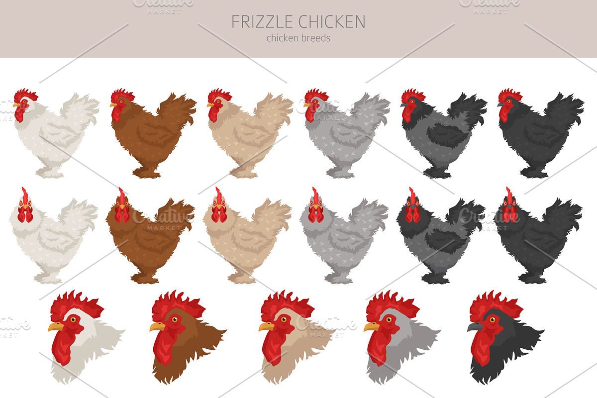 Frizzle Chicken breed clip art, an Animal Illustration by pet design shop (Photo 2 of 5)