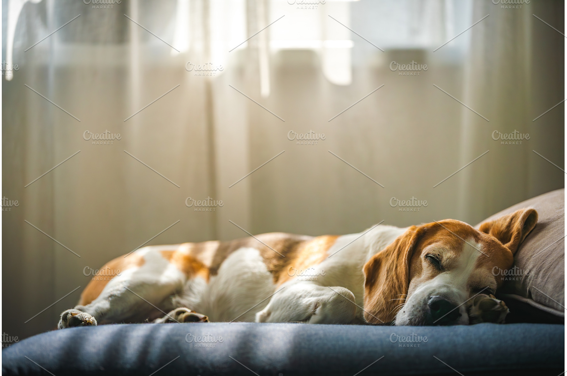 A Beagle dog sleeps on a couch by a, an Animal Photo by MadPhotos