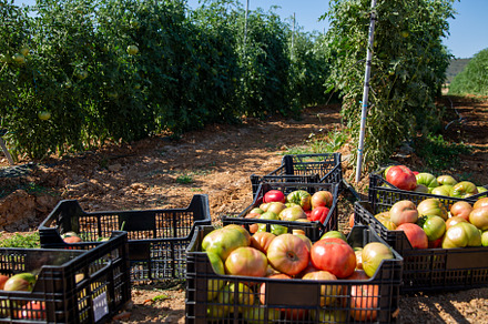Harvesting pink tomato in summer, an Industrial Photo by asife